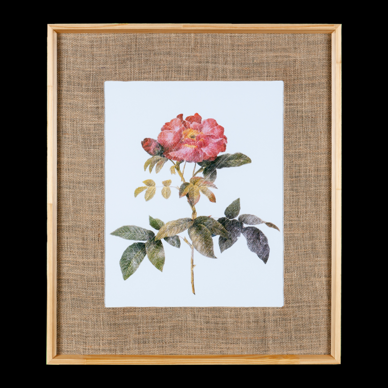 Quadro Decorativo Botanicals Rosa 1 Botão 63x73cm com vidro