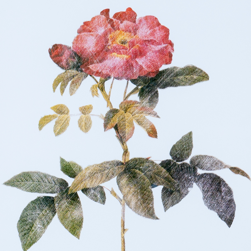 Quadro Decorativo Botanicals Rosa 1 Botão 63x73cm com vidro