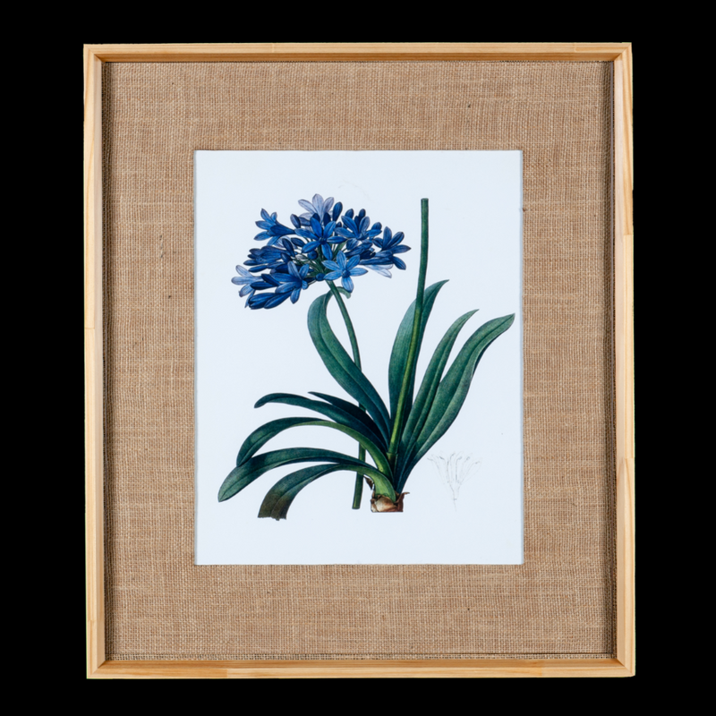 Quadro Decorativo Botanicals Lírio do Nilo Flores 63x73cm com vidro