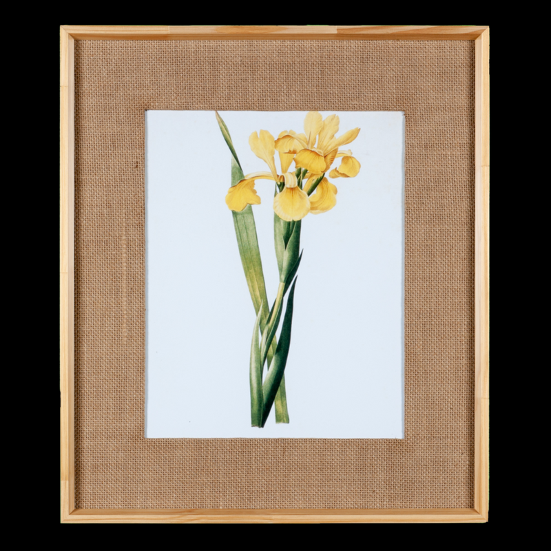 Quadro Decorativo Botanicals Orquídea 1 Botão 63x73cm com vidro