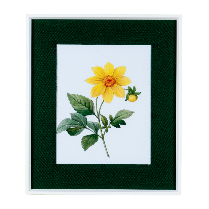 Quadro Decorativo Botanicals Margarida 1 Flor 63x73cm com vidro