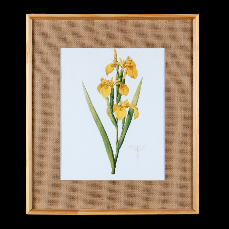 Quadro Decorativo Botanicals Orquídea 3 Botões 63x73cm com vidro